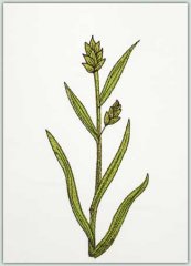 Woodland Sedge