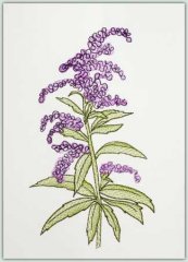 Lavender Flowers