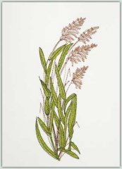 Ornamental Grass