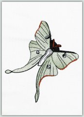 Ghost Butterfly