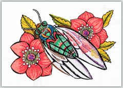 Ching Chou's Cicada