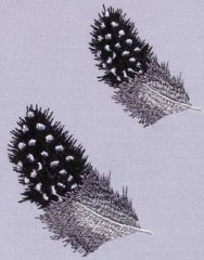 CCQM002 - Guinea Fowl Feathers