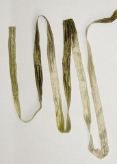 Light/Dark Moss Green Ribbon