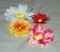 BFC0607 Eye Popping Posies
