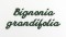 BFC0660 Botanical Prints