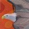 BFC1019 Window-An Eagle in Autumn