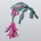 Christmas Cactus