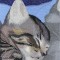 BFC1037 Window-A Long Day-4 Kittens