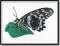 BFC1040 Three Butterflies