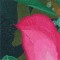 BFC1042 Window-Desert Roses