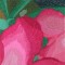 BFC1042 Window-Desert Roses