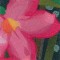 BFC1042 Window-Desert Roses