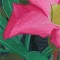 BFC1042 Window-Desert Roses