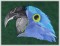 BFC1046 Three Parrot Portraits