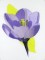 BFC1053 Flowers and Their Meanings