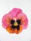 BFC1053 Flowers and Their Meanings