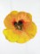 BFC1053 Flowers and Their Meanings