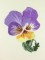 BFC1058 Pansy Super Tote