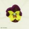 BFC1058 Pansy Super Tote
