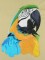 BFC1060 Large Blue and Gold Macaw