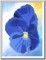 BFC1067 Painted Pansies