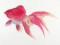 BFC1071 Goldfish