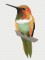 BFC1073 Four Hummingbirds