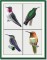 BFC1073 Four Hummingbirds