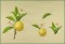 BFC1080 Redoute's Summer Fruits