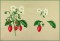 BFC1080 Redoute's Summer Fruits