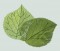 BFC1091 QIH Leafy Hobo Handbag