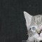 BFC1095 Window-Kitten in a Bowl