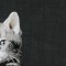 BFC1095 Window-Kitten in a Bowl