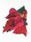 BFC1099 Large Poinsettia Bouquet