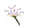 RMG10  Penny Candy Flower