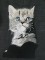 BFC1100 Large Kittens