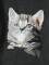 BFC1100 Large Kittens
