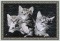 BFC1100 Large Kittens