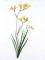 BFC1111 Wildflowers Etc.