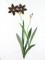 BFC1111 Wildflowers Etc.