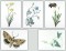 BFC1111 Wildflowers Etc.