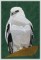 BFC1118 White Hawks