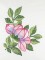 BFC1119 Variegated Fun Flowers