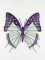 BFC1120 Variegated Fun Butterflies