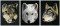 BFC1122 Three Wolves