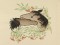 BFC1126 Decorative Element Series Filled in Horses