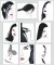 BFC1130 Ladies in Profile
