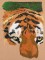 BFC1131 Large Amur Tiger-The Patriarch