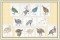 BFC1141 D.E.S-Filled Guinea Hens
