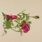 BFC1148 Wild Roses Handbag
